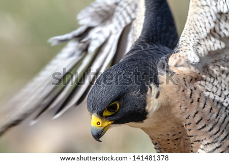 Close up of Peregrine Falcon as it lands on a tree branch