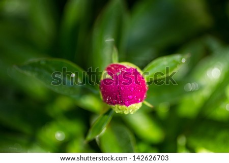 Dark pink peony flower bud opening with water droplets
