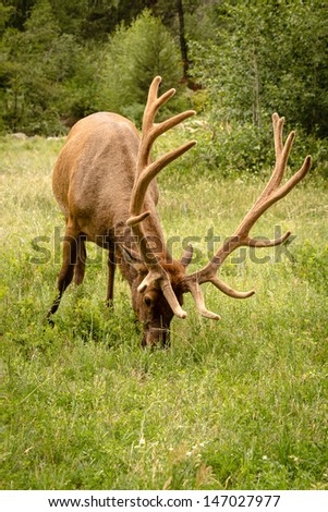 Large bull elk eating green grass in meadow