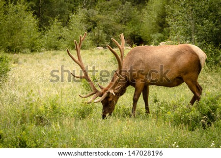 Large bull elk grazing in meadow new forest edge