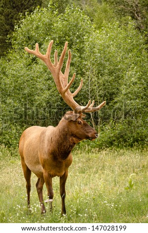 Huge bull elk standing in green grass and wildflowers with large antlers in full summer velvet