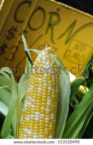 Fresh locally grown non-GMO corn on display at local farmers market