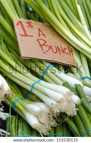 Organically grown green onions in bunches on display at local farmer market