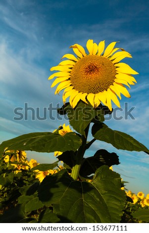 Large yellow sunflower glowing in morning sun against a bright blue sky