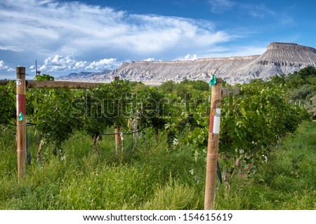 Grand Junction vineyard view of Books Cliffs on a sunny afternoon