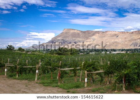 View of Book Cliff Mesas from Palisades Colorado vineyard at grape harvest on summer afternoon