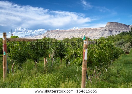 Palisades Colorado vineyard view of the Book Cliffs on sunny afternoon