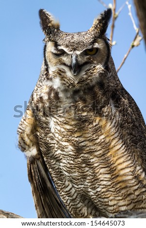 Great horned owl winking and squawking in a tree