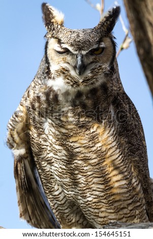Great horned owl winking in a tree