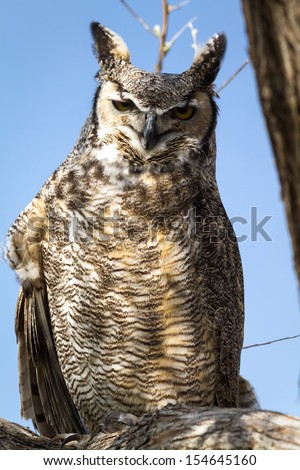 Great horned owl sitting on large tree branch with blue skies