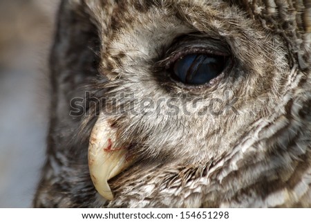 Side view of Barred Owl eyes and beak