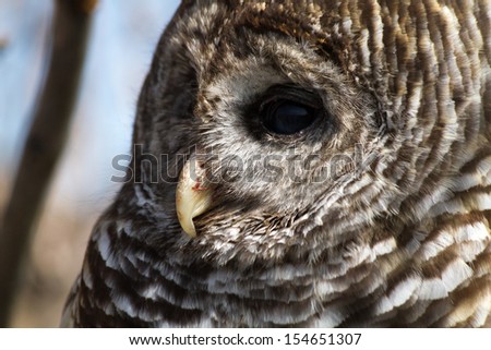 Profile shot of Barred Owl beak and eye