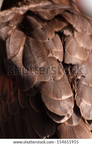 Close up of Harris Hawk feathers on back
