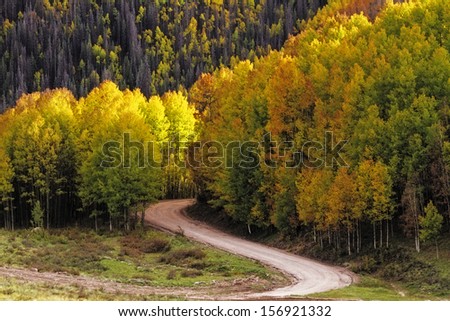 Sun lighting changing Aspen trees along curved road