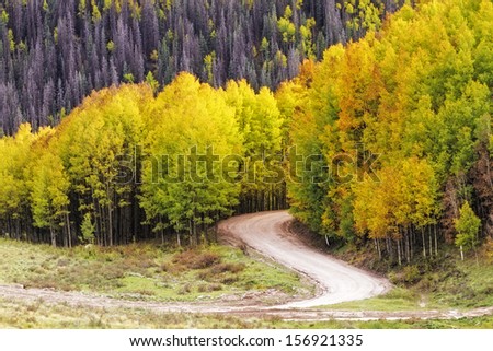 Changing Aspen trees on back country road on fall afternoon