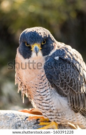 Close up of Peregrine Falcon sitting on rock