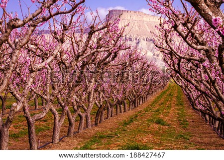 Rows of blooming peach trees in peach orchard in full spring bloom