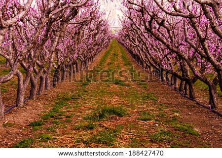 Looking down rows of blooming peach trees in peach orchard in full spring bloom