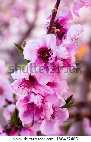 Close up of peach blossoms on tree in peach orchard lit by afternoon sun