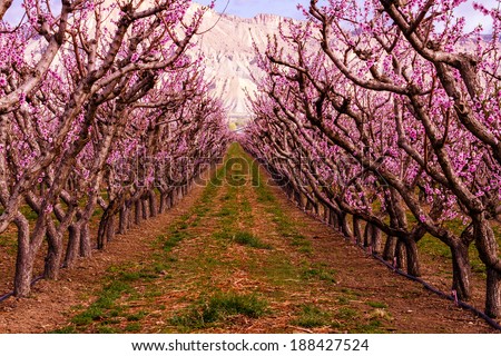 Looking down rows of blooming peach trees in peach orchard in full spring bloom