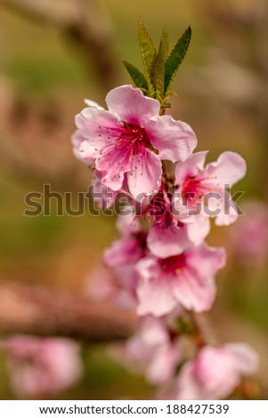 Close up of peach blossoms on tree in peach orchard lit by afternoon sun