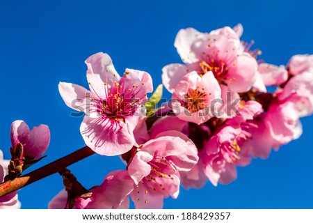 Close up of peach blossoms on tree in peach orchard lit by afternoon sun against blue sky