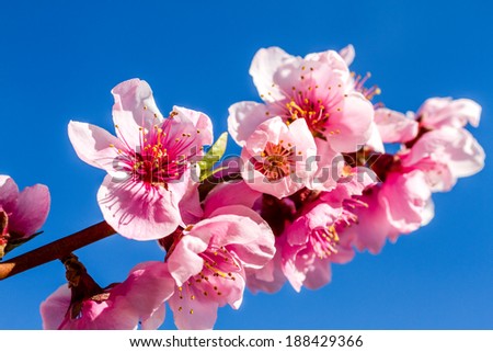 Close up of peach blossoms on tree in peach orchard lit by afternoon sun against blue sky