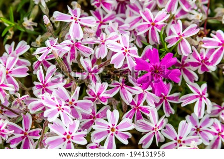 Patch of pink and white striped phlox flowers with one solid pink bloom standing out
