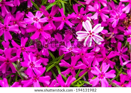 Patch of bright pink phlox flowers with one pink and white striped bloom standing out