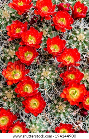 Large blooming barrel cactus with thorns and bright red flowers