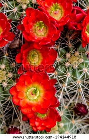 Close up of row of blooming bright red flowers on top of large barrel cactus