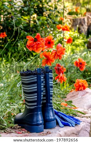 Brightly colored blue striped garden boots and gloves sitting on rock in garden with orange poppies in morning sun