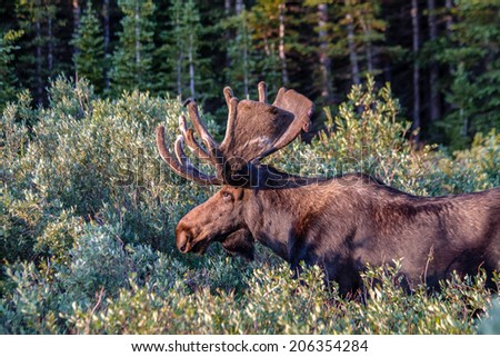 Profile of large bull moose eating willows in early morning light