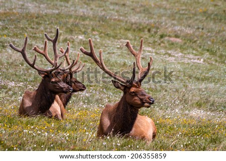 3 large male bull elk laying in yellow wildflowers in mountain meadow