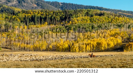 Basque sheepherder on horse back herding large flock of sheep on mountain side with yellow changing Aspen trees on fall afternoon