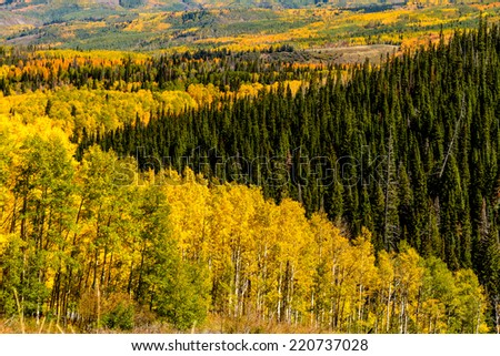 Close up of mountain slopes filled with changing yellow and green Aspen trees and dark green pine trees on sunny fall morning