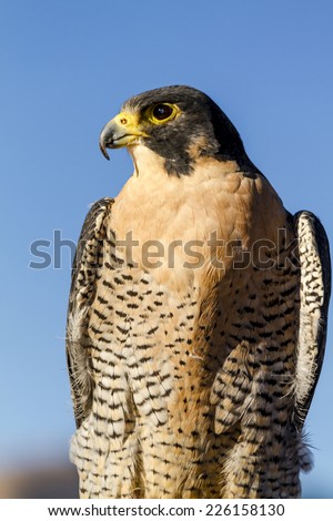 Peregrine Falcon perched in tree in early morning light