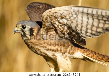 Female Kestrel Falcon landing on tree branch with wings spread in early morning sunlight