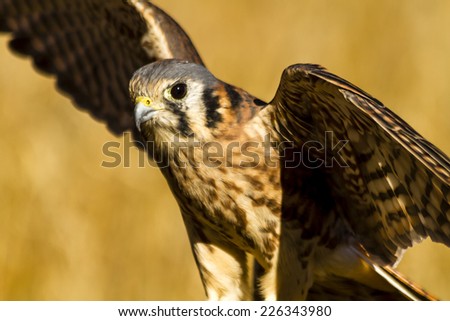 Female Kestrel Falcon landing on tree branch with wings spread in early morning sunlight