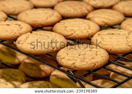 Rows of peanut butter cookies cooling on wire baking rack sitting on counter top