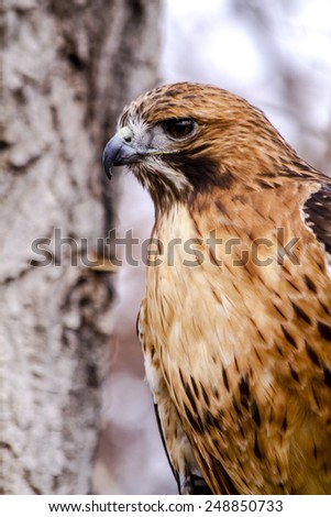 Profile of Red Tail Hawk perched in tree on winter morning
