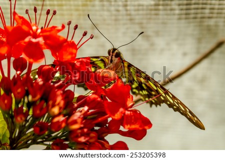 Red lacewing butterfly sitting on orange flowers in morning sunlight