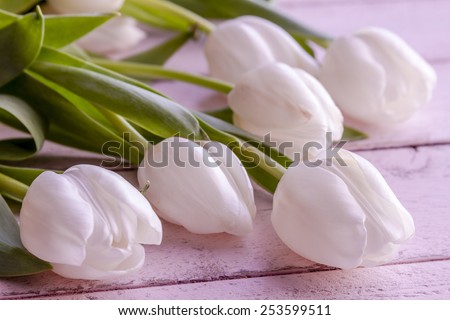 Close up of bouquet of white tulips laying on antique pink wooden table