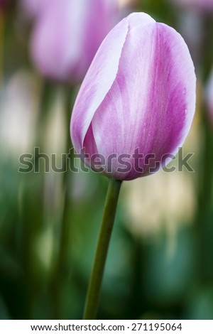 Close up of pale pink and white tulip flower stems in tulip field on flower bulb farm
