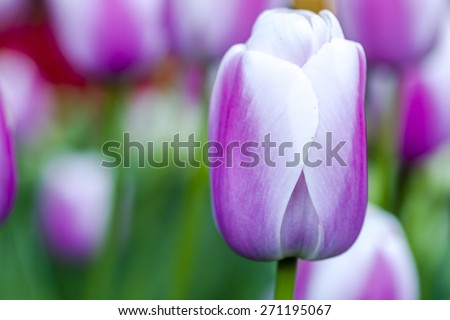 Close up of bright pink and white tulip flower stems in tulip field on flower bulb farm