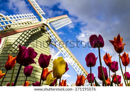 Looking up at blue sky from the bottom of tulip flower stems with large windmill in background