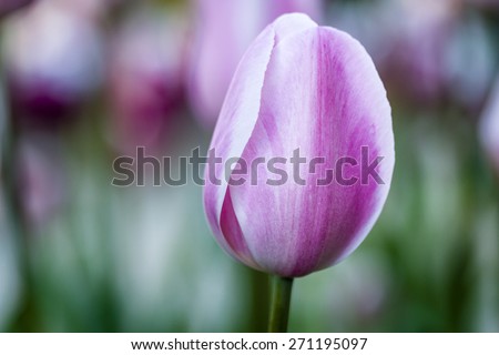 Close up of pale pink and white tulip flower stems in tulip field on flower bulb farm
