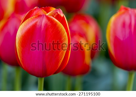 Close up of bright orange and yellow tulip flower stems with in tulip field on flower bulb farm