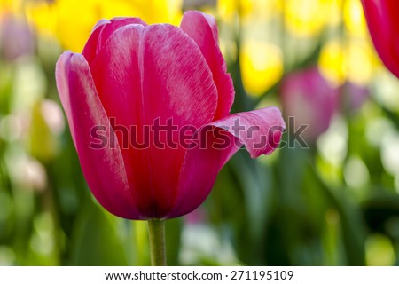 Close up of pink tulip flower stem lit by the sun in tulip field on flower bulb farm