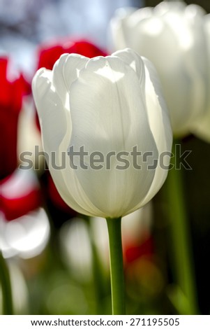 Close up of white tulip flower stem backlit by the sun in tulip field on flower bulb farm